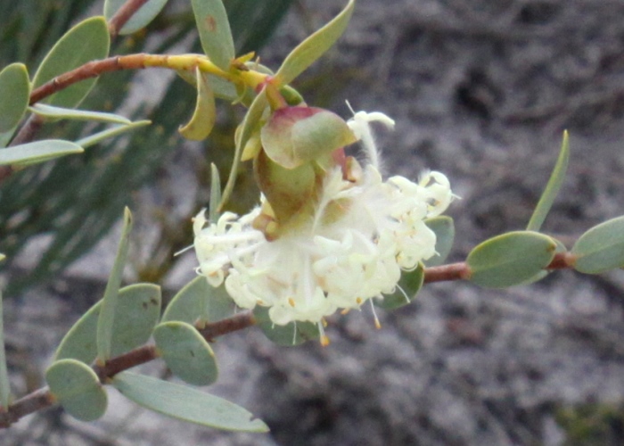 Western Australian Plants Thymelaeaceae